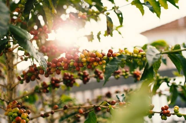 Ilustrasi tanaman utama pada preangerstelsel, sumber foto: Daniel Reche by pexels.com