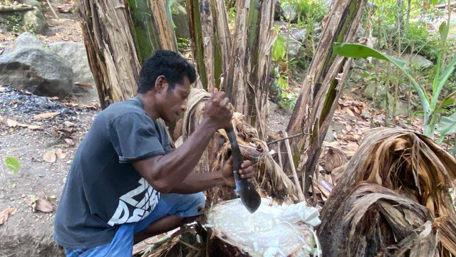 Warga Dusun Klotong, Desa Bura Bekor, Kecamatan Bola, Kabupaten Sikka, tengah mengambil air dari batang pohon pisang, Selasa (3/10/2023). Foto: Mario WP Sina. 