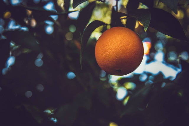 Ilustrasi perbedaan jeruk siam madu dan santang madu. Sumber: Tim Mossholder/pexels.com