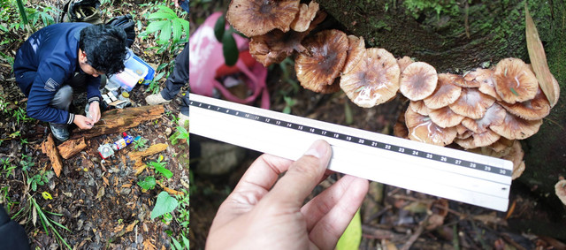Peneliti Jamur IPB sedang mengoleksi dan mendokumentasikan jamur liar edible Armillaria novae-zelandiae di Kawasan Goalpara, Sukabumi, Jawa Barat