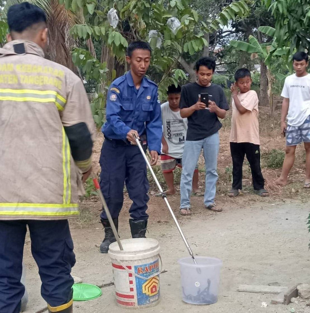 Saat petugas menangkap ular-ular kobra itu. Foto: Dok. Istimewa