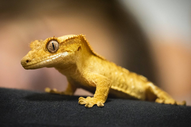 Ilustrasi ciri-ciri gecko stres. Sumber foto: Unsplash