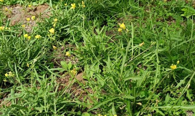 Tanaman Arugula (Dokumentasi Pribadi, 2023)