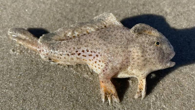 Penampakan ikan bertangan tutul yang terdampar di pantai Primrose Sands, Tasmania, Australia. Foto: Kerri Yare via CSIRO