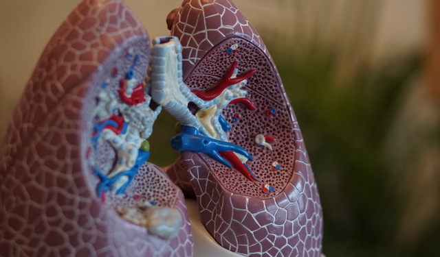 Ilustrasi macam-macam organ pernapasan manusia. Sumber: Unsplash/Robina Weermeijer