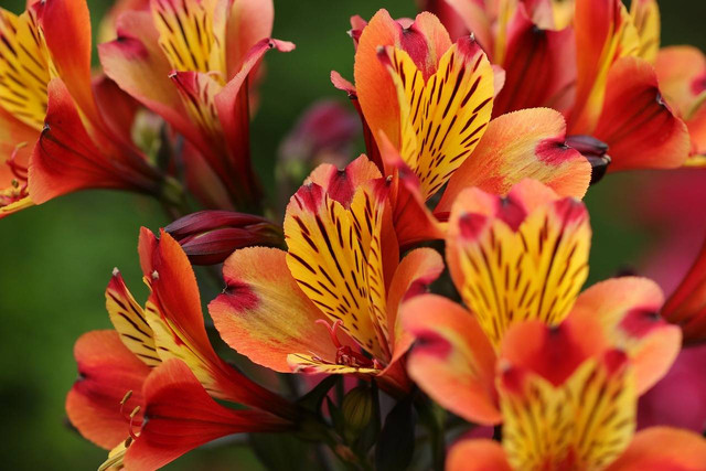 Ilustrasi bunga alstroemeria. Foto: Pixabay