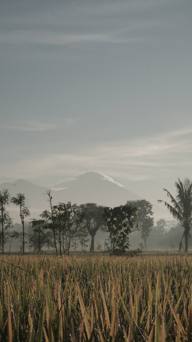 Ilustrasi pertanian di NTB. Foto: Dok. Unsplash