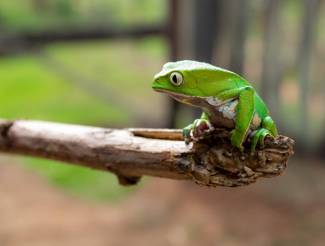 Contoh soal biologi kelas X. Foto hanya ilustrasi. Sumber: Pexels/ Lúcio Arantes