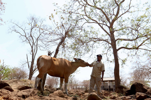 Seorang keeper bersama Banteng Jawa (Bos javanicus) di dalam penangkaran di Taman nasional Baluran, Situbondo, Jawa Timur, Rabu (11/10/2023). Foto: Budi Candra Setya/ANTARA FOTO