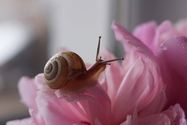 Ilustrasi struktur tubuh mollusca. Sumber: Pexels/Alin Luna
