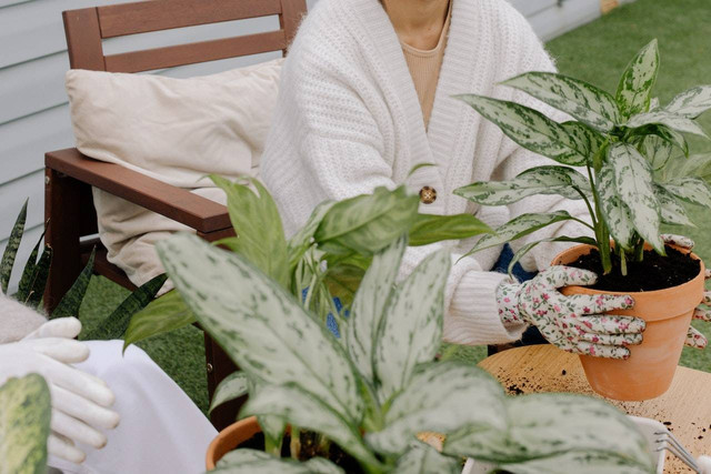 Ilustrasi cara menanam aglaonema wulandari. Sumber: cottonbro studio/pexels.com