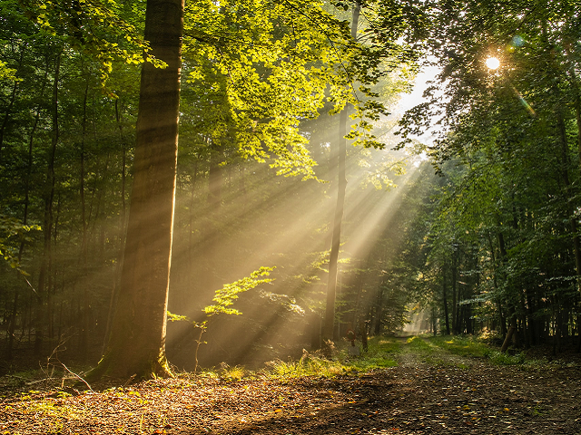 Ilustrasi contoh cahaya merambat lurus. Sumber: unsplash.com/MichaelHeld.