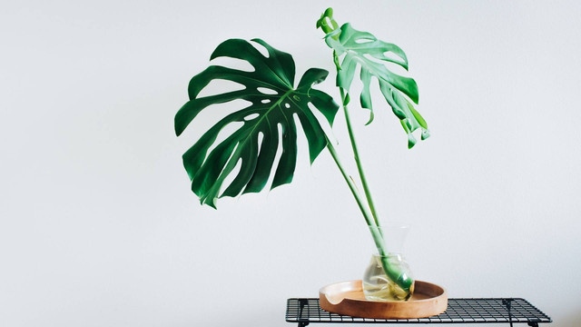 Ilustrasi cara menanam monstera di air (Unsplash)