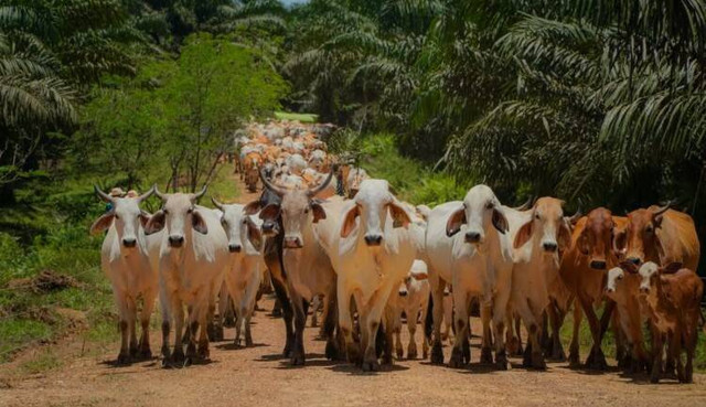 Sistem Integrasi Sapi Kelapa Sawit. Foto: Agrofarm.