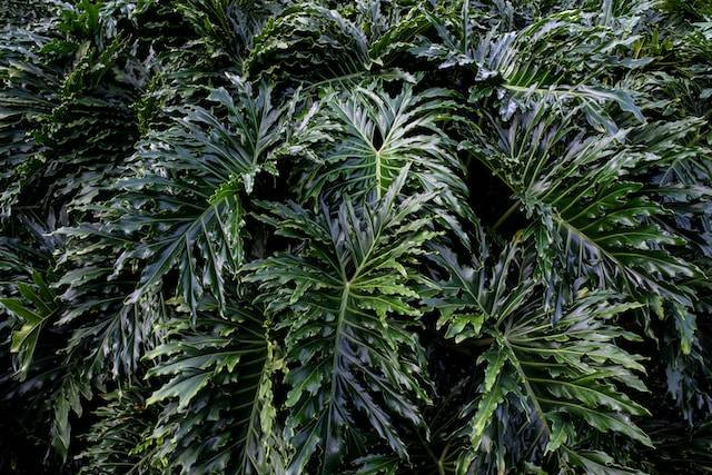 Ilustrasi Cara Budidaya Philodendron Jari. Foto: dok. Unsplash/David Clode