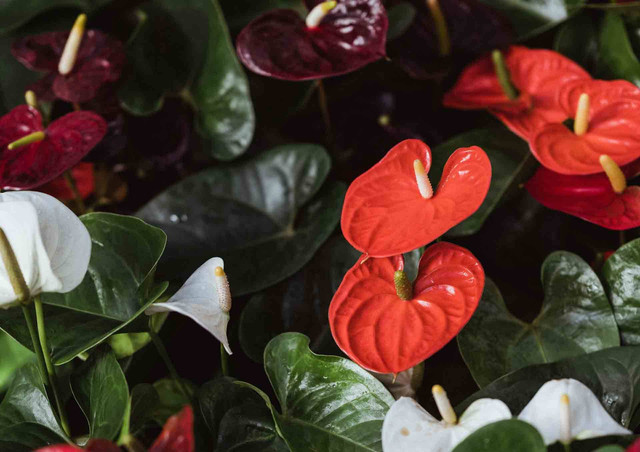 Ilustrasi cara menanam anthurium (Unsplash)