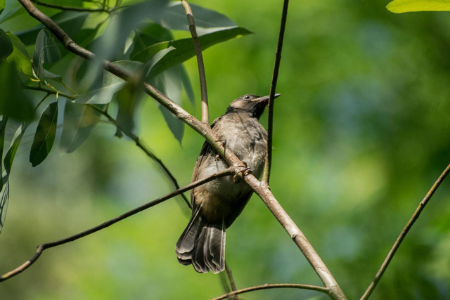 Ilustrasi burung pentet. Sumber foto: Unsplash