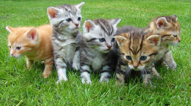 Ilustrasi cara menolong kucing melahirkan. Sumber: Pixabay/pexels.com