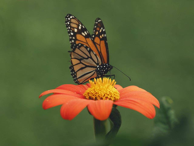 Ilustrasi Contoh Simbiosis Mutualisme, Komensalisme, dan Parasitisme. Sumber: Pexels/Aaron Burden