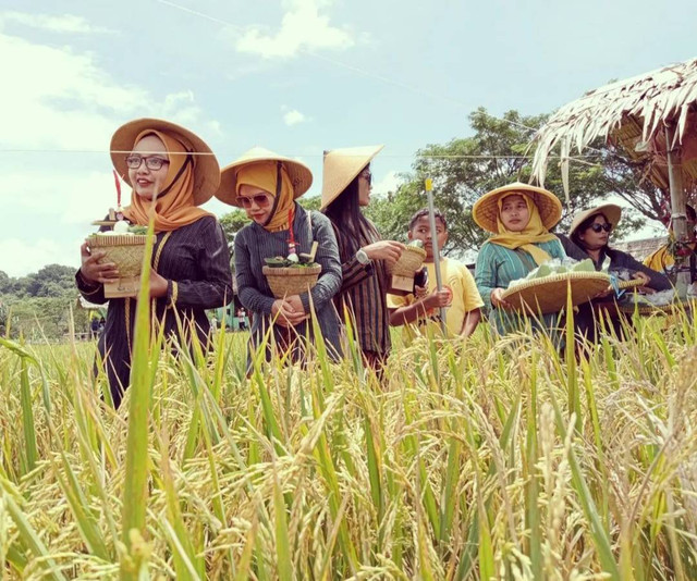 Tradisi upacara wiwitan untuk mengawali musim panen di Kalurahan Pleret, Bantul. Foto: Mbulak Wilkel Kalurahan Pleret