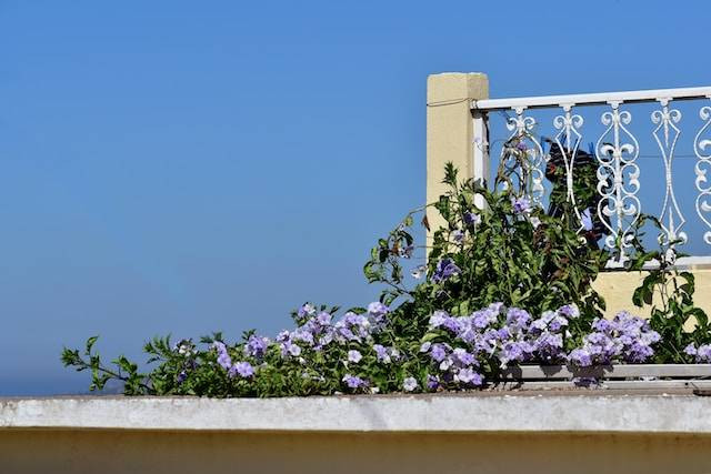 Ilustrasi Tanaman Rambat untuk Balkon. Foto: dok. Unsplash/Ries Bosch