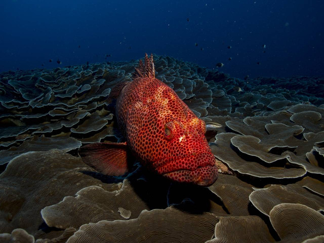 Ilustrasi cara budidaya ikan kerapu. Sumber: 1790462/pixabay.com