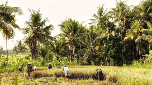 Ilustrasi petani Sumber : pixabay