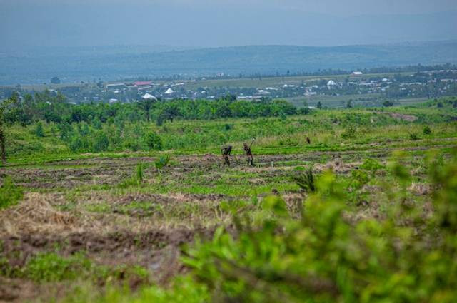 Ilustrasi penyebab kegagalan sistem sewa tanah, sumber foto: Safari Consoler by pexels.com