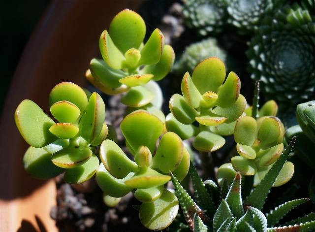 Ilustrasi jenis tanaman jade plant. Foto: Pixabay