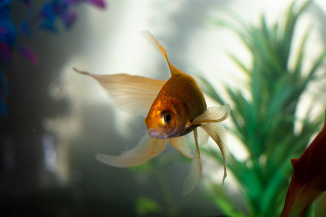 Ilustrasi cara menjernihkan air aquarium berwarna hijau. Sumber: imsogabriel Stock/pexels.com