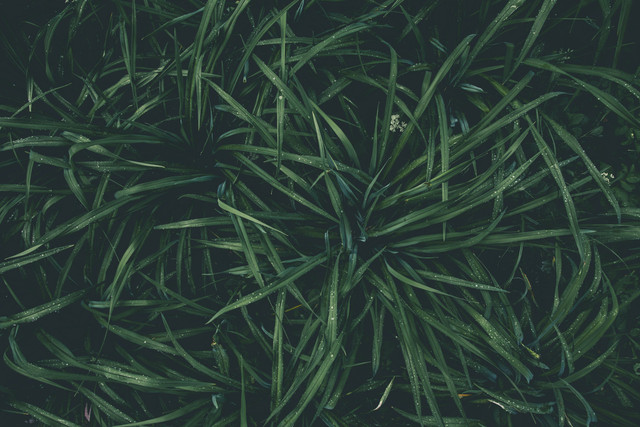 Ilustrasi : Jenis Rumput Pakan Ternak. Sumber : Peter Fazekas/Pexels.com