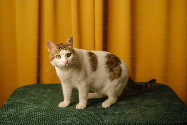 Ilustrasi Cara Merawat Kucing Hamil. Sumber: Unsplash