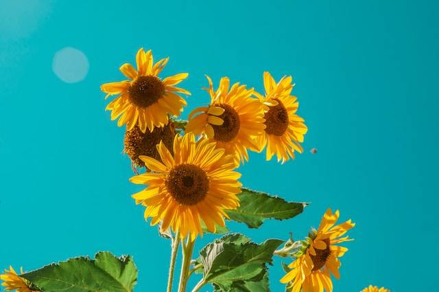 Ilustrasi bunga. Foto: Unsplash. 