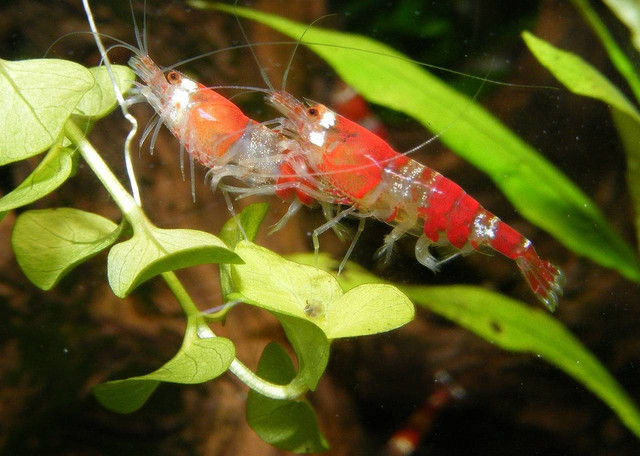 Ilustrasi fermentasi pakan udang vaname. Sumber: basuka/pixabay.com
