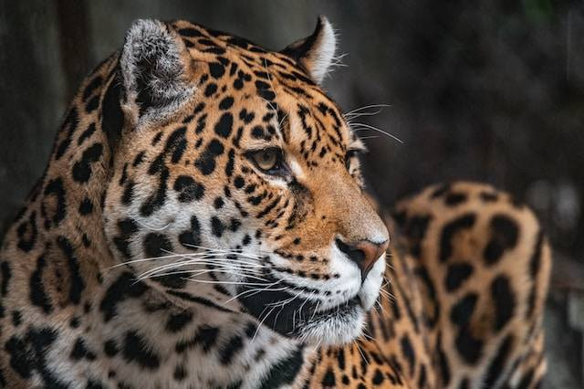 Kebun Binatang Ragunan. Foto hanya ilustrasi. Sumber foto: Unsplash/Mike Van Den