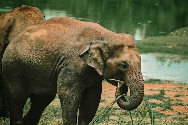 Ilustrasi Mason Elephant Park: daya tarik dan harga tiket masuknya. Sumber: Unsplash/ Mugilan photography.