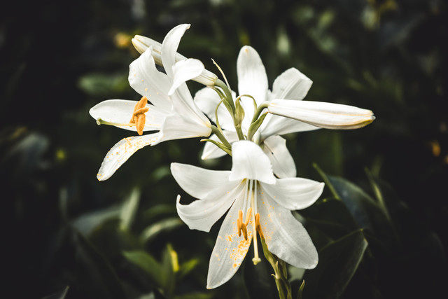 Ilustrasti Manfaat Bunga Peace Lily. Sumber: Unsplash