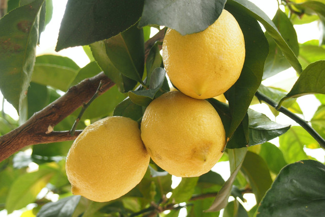 Ilustrasi Cara Budidaya Jeruk Lemon. Sumber: Unsplash