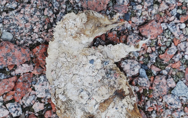 Mumi penguin berusia 800 tahun ditemukan di Tanjung Irizar.  Foto: Steven Emslie/Jurnal Geology