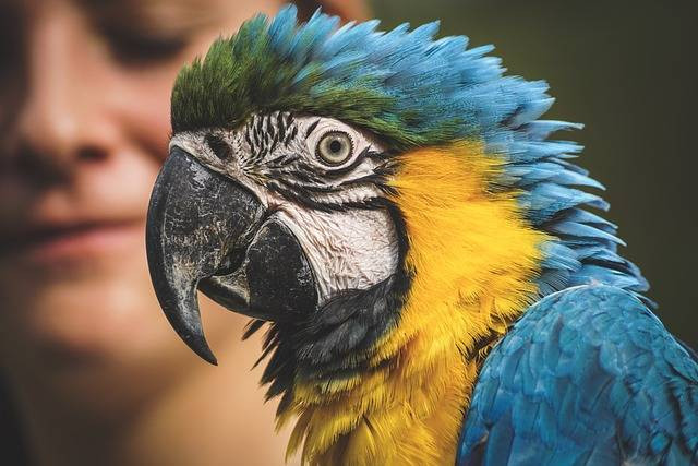 Ilustrasi kebun binatang di Jakarta. Foto: Pixabay.