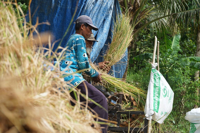 Petani di DIY sedang memanen padi. Foto: Arif UT/Pandangan Jogja 