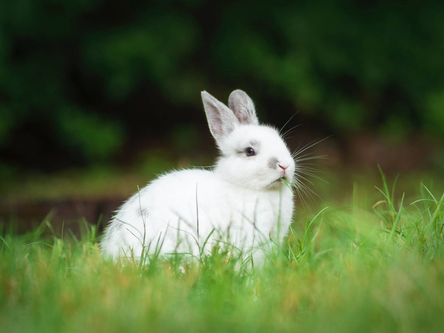 Ilustrasi ciri-ciri kelinci hias yang sehat. Sumber foto: Unsplash