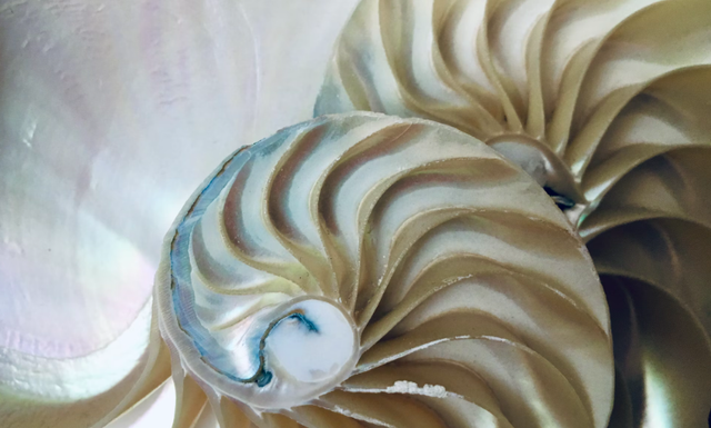 Contoh Kerajinan dari Kerang. Sumber: Unsplash/Giulia May
