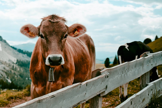 Ilustrasi Cara Penyembelihan Hewan secara Tradisional Sesuai Ajaran Islam. Sumber: Unsplash/Tobias Schmucker