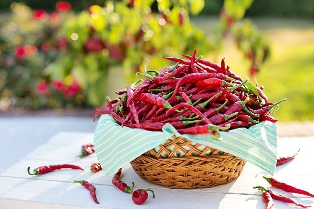 Ilustrasi cara merawat cabe rawit agar berbuah lebat. Foto: Pixabay