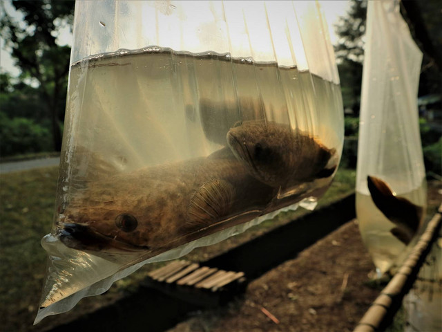 Ikan Gabus yang dijual dipintu air Angke 1 perumahan Billabong Kec. Bojonggede Bogor/ Foto BDS