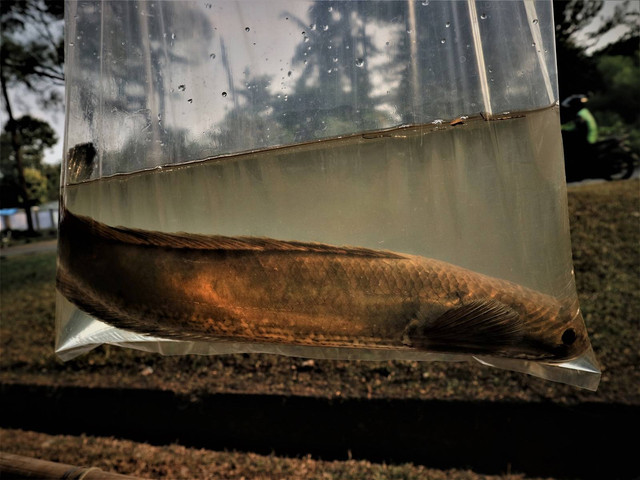 Ikan gabus yang dijual dipintu air Angke 1 perumahan Billabong Kec. Bojonggede Bogor/ Foto BDS