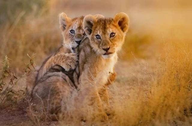Ilustrasi Satwa Liar. Foto: Shutterstock