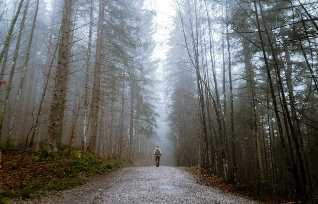 Ilustrasi Hutan Pinus Glagalinggah Lestari, Sumber: Pexels/Gabriela Palai