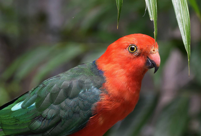 Ilustrasi anis merah. Sumber foto: Unsplash